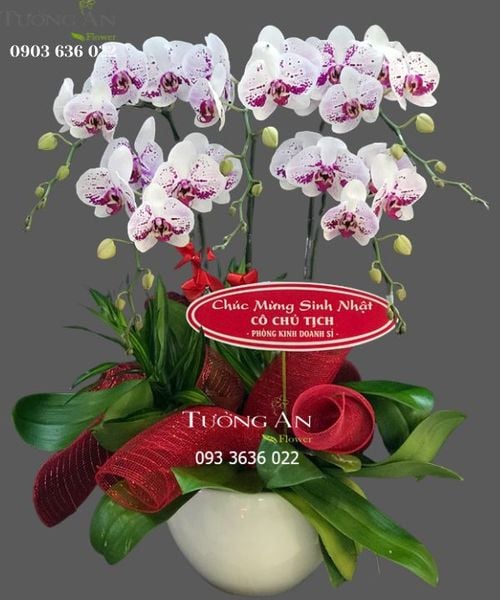 Chậu Lan Hồ Điệp