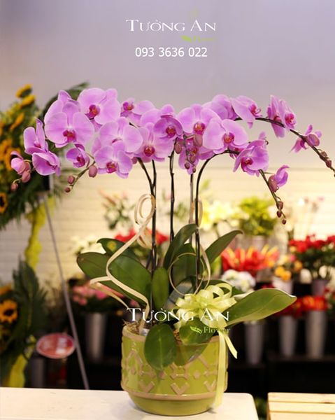 Chậu Lan Hồ Điệp