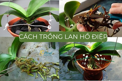 Hướng dẫn cách trồng lan hồ điệp chuẩn đẹp, dễ sống, ra hoa rực rỡ