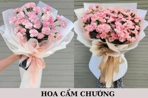 Hoa Cẩm Chướng Có Bao Nhiêu Màu? Cách Chọn Màu Hoa Phù Hợp Cho Từng Dịp Tặng
