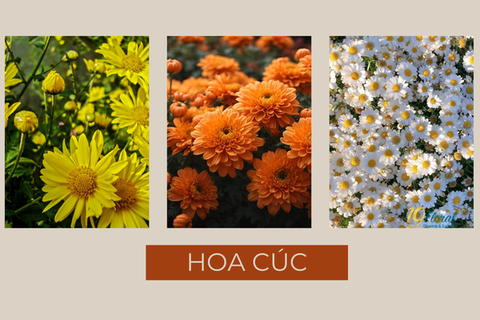 Nguồn gốc, đặc điểm và ý nghĩa của loài hoa cúc trong văn hóa Á Đông