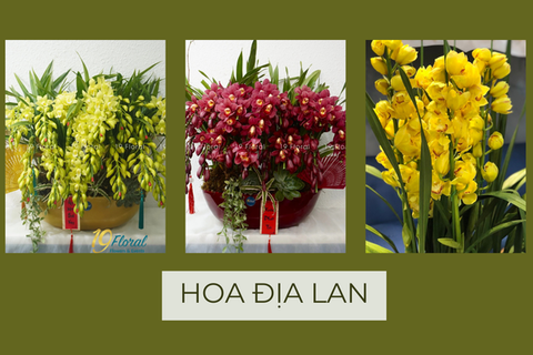 Hoa địa lan – Nguồn gốc và ý nghĩa của loài hoa vương giả