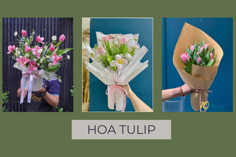 Hoa Tulip - Loài hoa mang vẻ đẹp thanh lịch và ý nghĩa sâu sắc