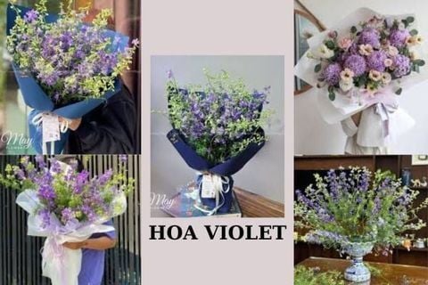 Hoa Violet Có Mấy Màu? Mỗi Màu Hoa Violet Mang Ý Nghĩa Gì?