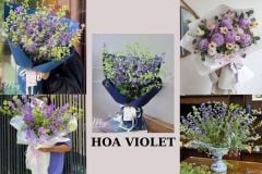 Hoa Violet Có Mấy Màu? Mỗi Màu Hoa Violet Mang Ý Nghĩa Gì?