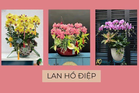 Lan hồ điệp – Loài hoa biểu tượng cho vẻ đẹp sang trọng và tinh tế