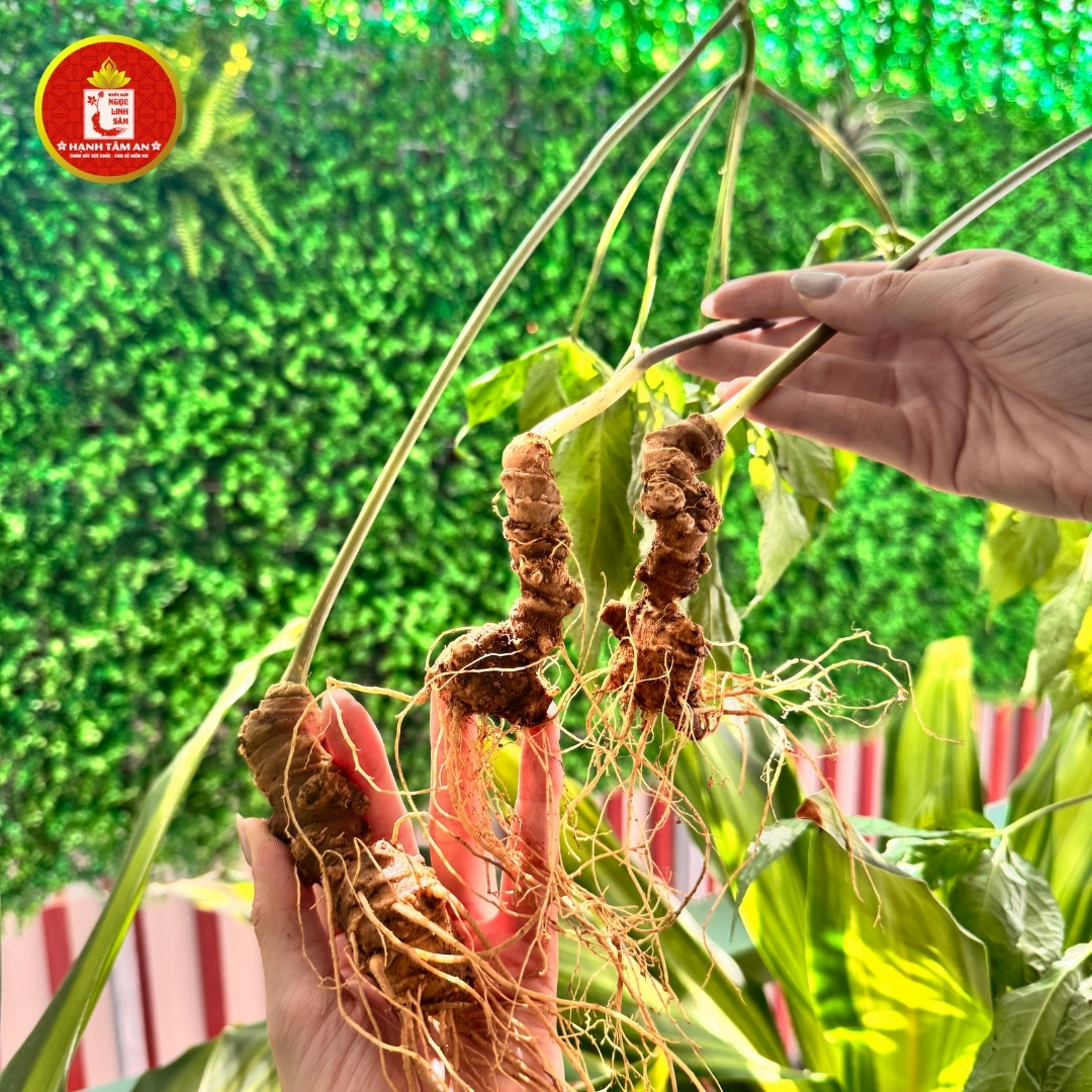 Đừng Mua Nhầm! Cách Phân Biệt Sâm Ngọc Linh Thật Và Giả Bằng Mắt Thường Ai Cũng Làm Được