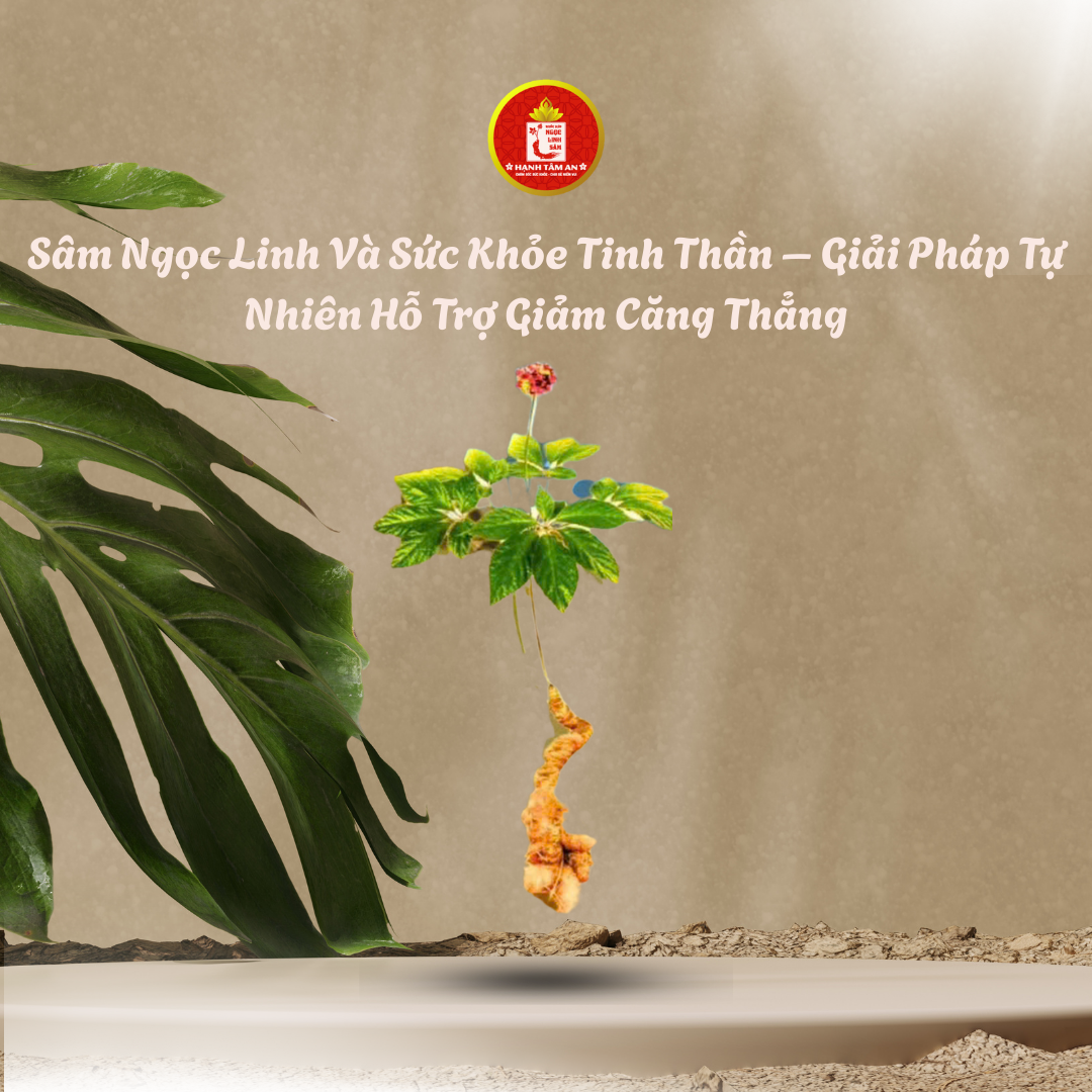 Sâm Ngọc Linh Và Sức Khỏe Tinh Thần – Giải Pháp Tự Nhiên Hỗ Trợ Giảm Căng Thẳng