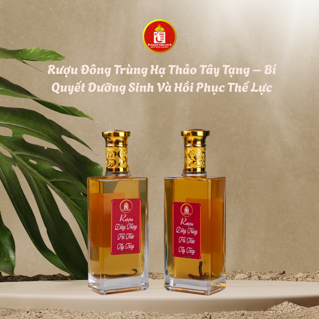 Rượu Đông Trùng Hạ Thảo Tây Tạng – Bí Quyết Dưỡng Sinh Và Hồi Phục Thể Lực