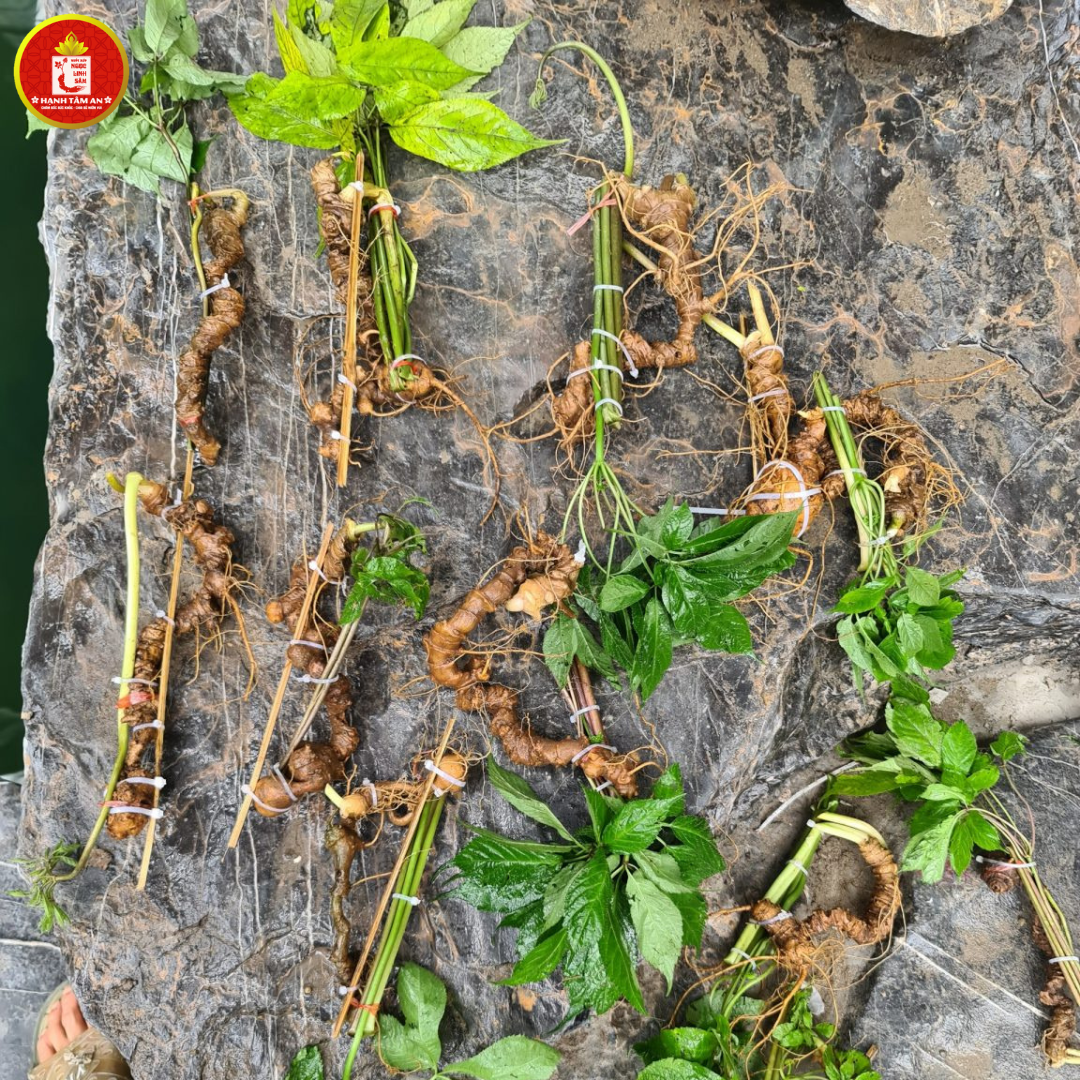 Giá Củ Sâm Ngọc Linh Tươi Bao Nhiêu? Mua Sâm Ngọc Linh Ở Đâu Uy Tín, Chất Lượng?