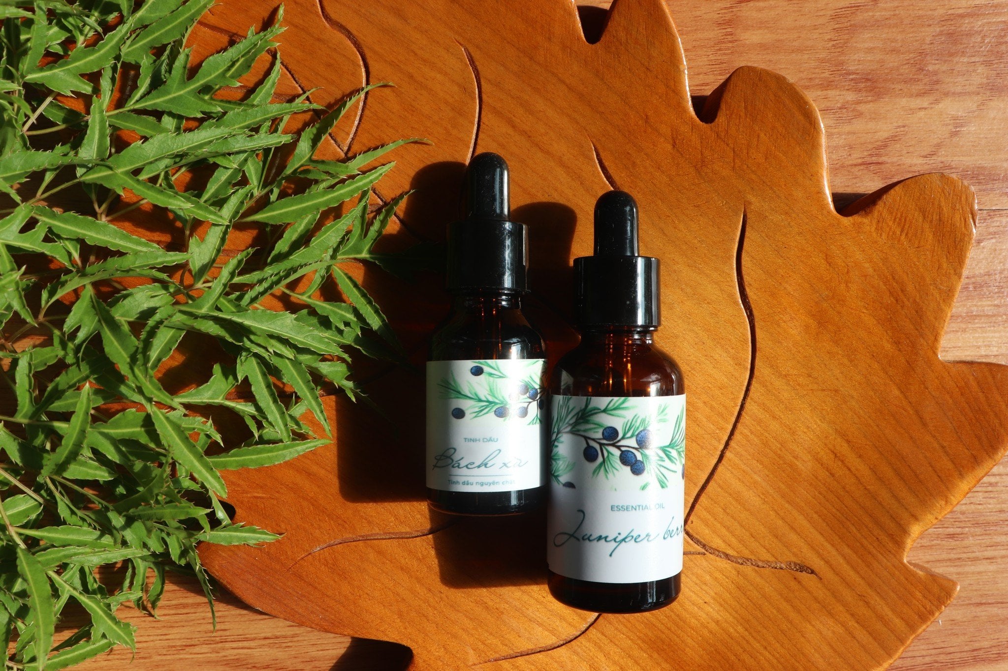 Công Dụng Của Tinh Dầu Bách Xù