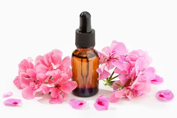 Công Dụng Của Tinh Dầu Phong Lữ