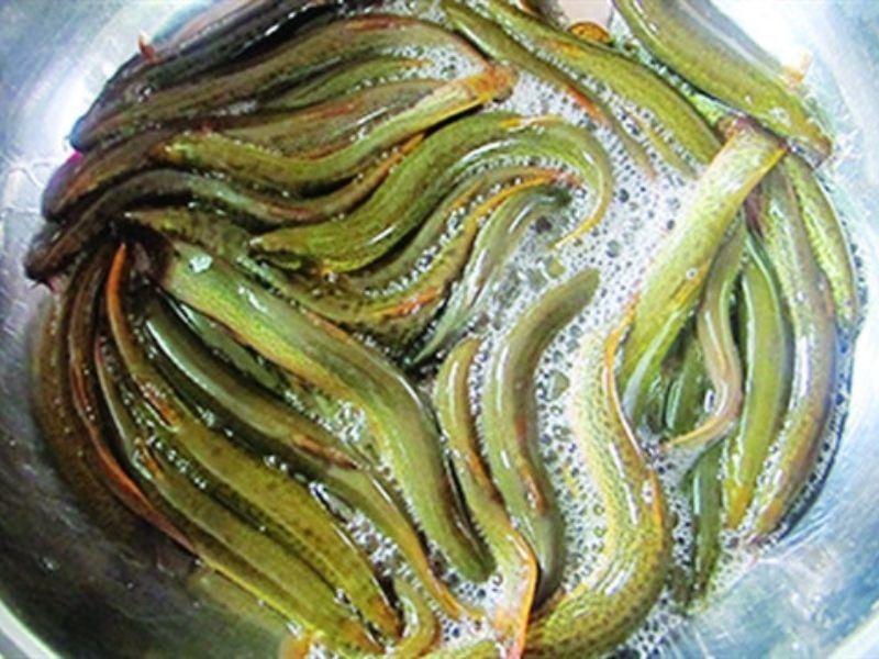 Cá Chạch Đồng – Vị ngon đánh thức ký ức quê nhà