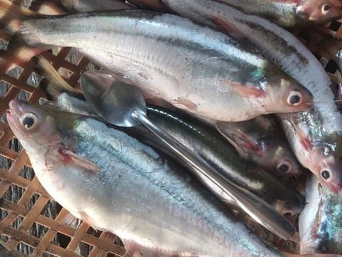 Cá sác sọc – hương vị mùa nước nổi, nay dần hiếm gặp