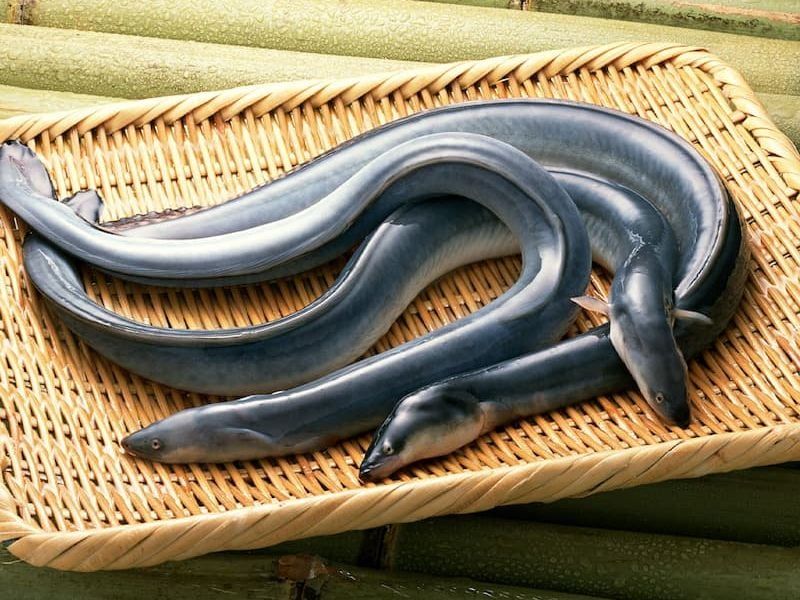 Cá Chình Suối – Món quà của núi rừng