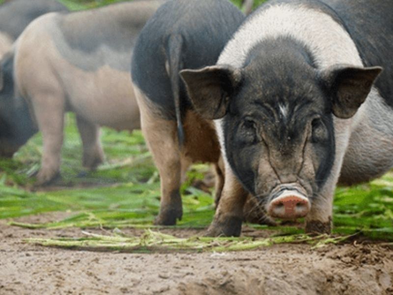 Heo Hương – Vị ngon của ngày xưa trở lại