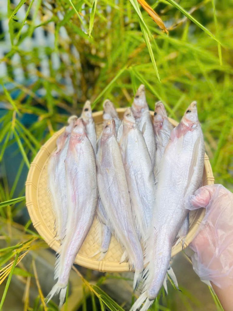 Cá kết campuchia 1 nắng