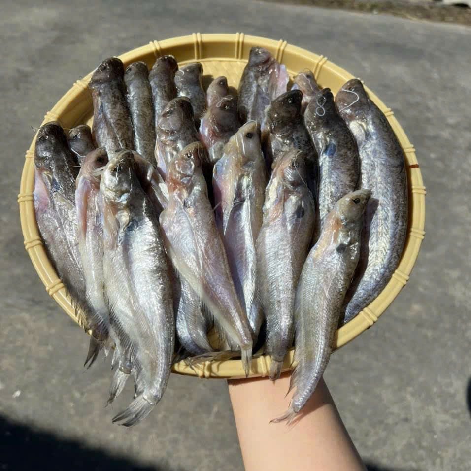 Khô cá trèn 1 nắng