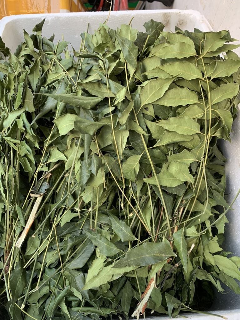 Lá sầu đâu phơi khô