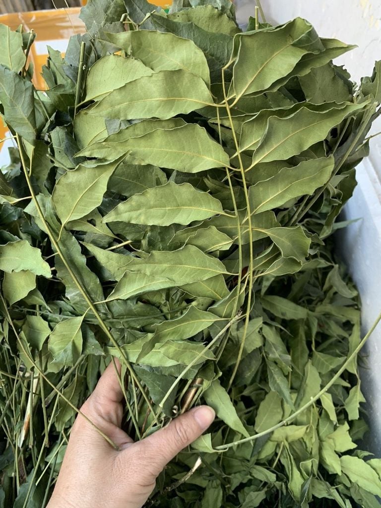 Lá sầu đâu phơi khô